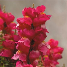 Rose Floral Showers, (F1) Snapdragon Seeds